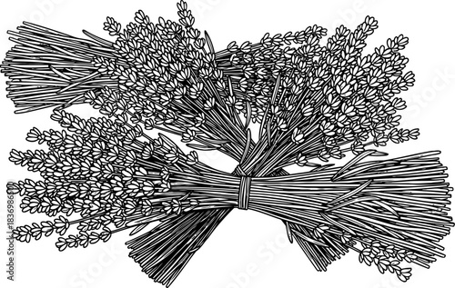 aromatic legacy handbundled lavenders timeless allure in elegant line art, isolated on transparent background