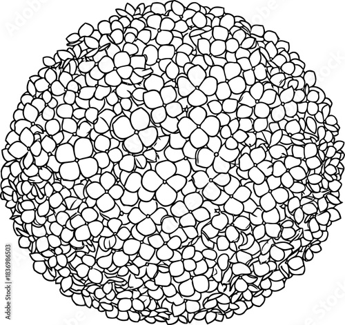 bloom mandala an organic symphony of petals unfolding in harmonic circles, isolated on transparent background