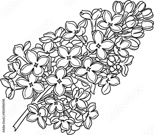budding elegance lilacs promise etched in crisp monochrome line illustration, isolated on transparent background