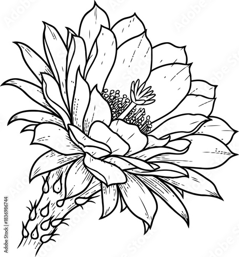 deserts embrace thorny elegance and vibrant life in a singular bloom, isolated on transparent background