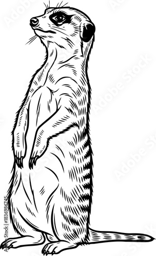 deserts silent watcher a meerkats iconic alertness, surveying its domain, isolated on transparent background