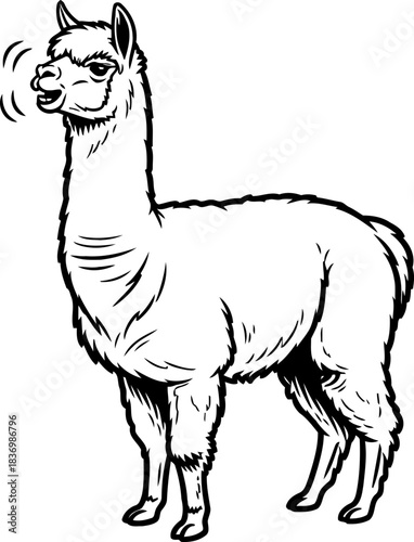 echoes of the andes vocal alpacas charming call in bold line art, isolated on transparent background