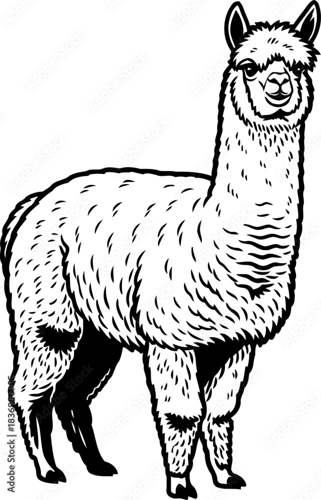 Obraz premium fiber of the andes a striking portrait of natures softest treasure, isolated on transparent background