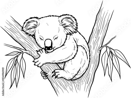 eucalyptus dreams a gentle koalas slumber in an arboreal sanctuary, isolated on transparent background