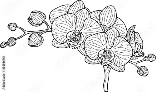 floral alchemy where delicate lines transform natures purest expression, isolated on transparent background