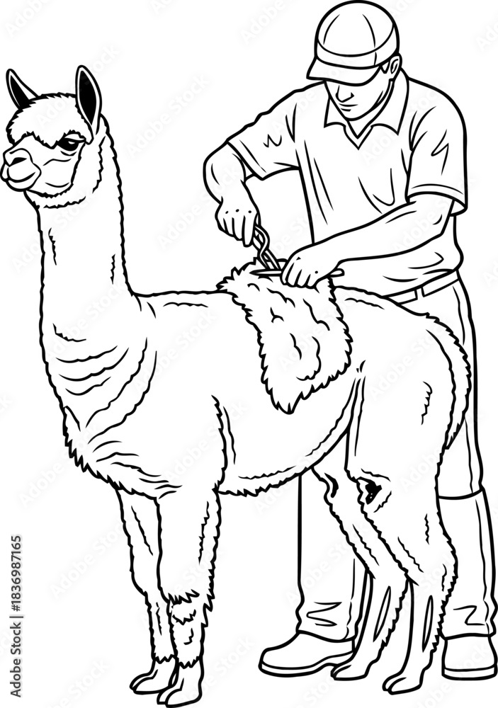 Obraz premium harvesting softness responsible alpaca care for exquisite natural fibers, isolated on transparent background