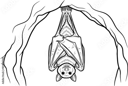 gravitys embrace a bats poetic stillness in the depths of night, isolated on transparent background