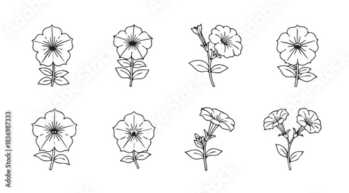 Collection of hand drawn sketchy petunia flowers in various angles botanical art style vector