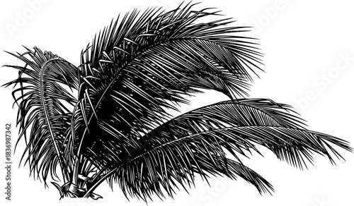 island breeze flowing fronds evoke serene tropical escape and timeless design, isolated on transparent background