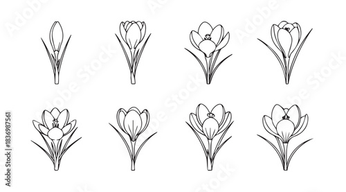 Set of delicate hand-drawn crocus flower bud illustrations in various stages of bloom vector