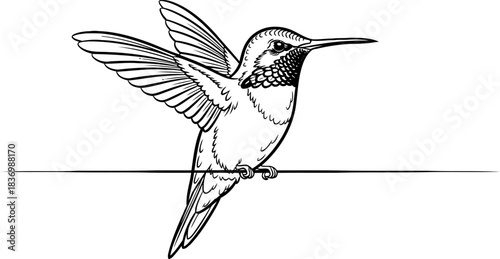 swift serenity minimalist hummingbird art capturing agile motion and tranquil presence, isolated on transparent background