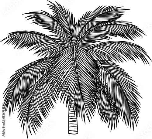 tropical dreams etched a timeless silhouette of paradise, isolated on transparent background