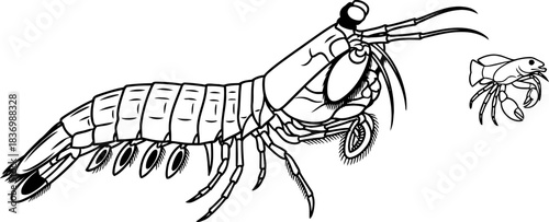 underwater silhouette graphic crustacean forms unveiling the oceans hidden diversity, isolated on transparent background