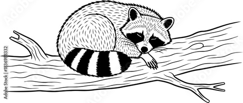 twilights tender sleep masked raccoon rests peacefully, curled on a solitary branch, isolated on transparent background