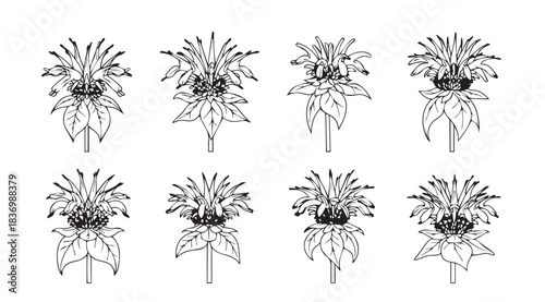 Collection of eight abstract dandelion seed head outlines delicate nature botanical elements vector
