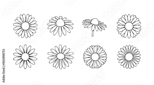 Collection of eight detailed daisy flower sketches with delicate petals and centers vector