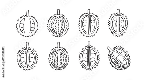 Collection of durian fruit halves and whole durians in a simple line art style sketch vector