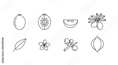 Set of hand drawn line art elements featuring quince fruit leaves flowers and branches vector