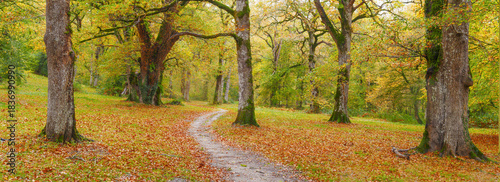Connect with nature. Walk through an oak forest in Urdiain, Sakana Valley, Navarre.
