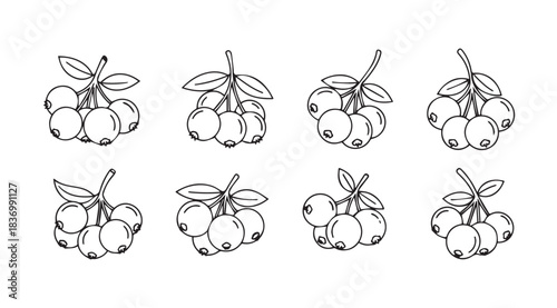 Hand drawn sketch of fresh berries on stems artistic botanical elements for design vector