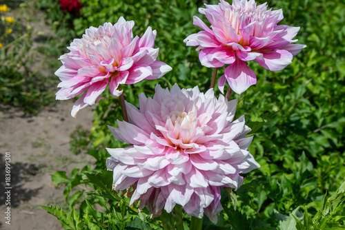 Vászonkép Dahlia flowers bush in the garden