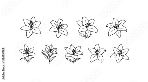 Collection of hand-drawn lily flower sketches featuring delicate petals and elegant stems artistic botanical elements vector