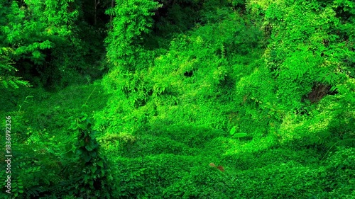 Landscape Windblown Green Leaves, Overgrown Creeping Plant and Small Banana Tree with Butterflies Fly Record Video from Temple. Ban Dong Noi, Sakon Nakhon, Thailand. 07 NOV 2024, P.M./ Slow Down Video