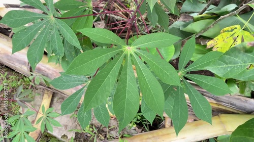Green leaves of tropical plant close up