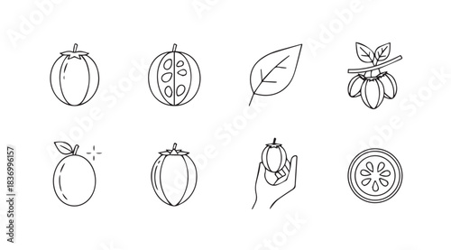 Hand drawn organic fruit and leaf icons set collection simple sketch botanical nature elements vector