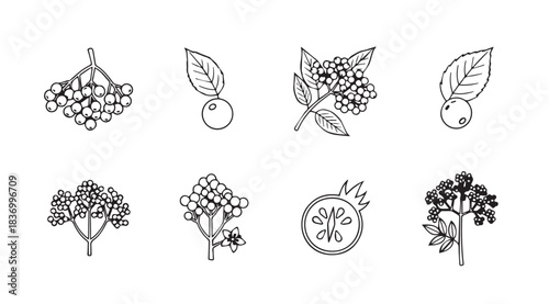 Set of hand-drawn botanical elements berries fruits and leaves artistic outline collection vector