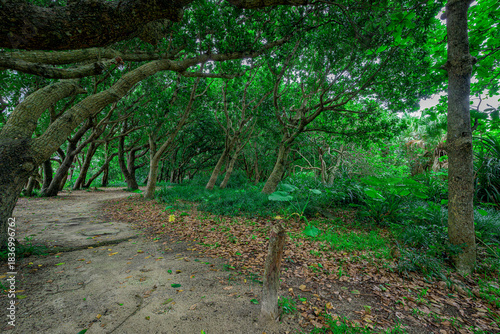  石垣島の亜熱帯の森を歩く穏やかで癒しの風景