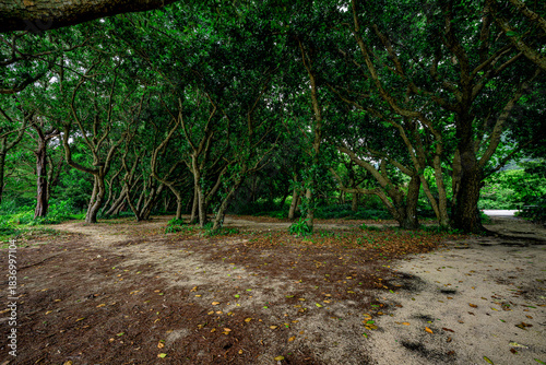  石垣島の亜熱帯の森を歩く穏やかで癒しの風景