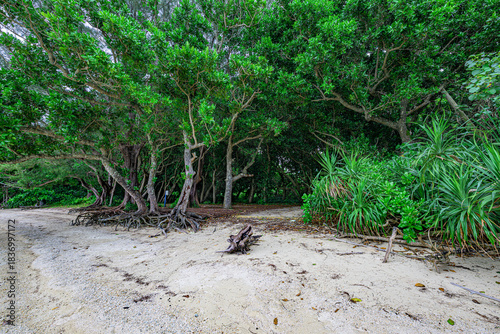  石垣島の亜熱帯の森を歩く穏やかで癒しの風景