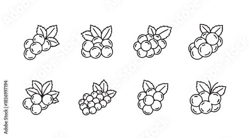 Hand-drawn cluster of grapes with leaves isolated fresh fruit sketch botanical element vector