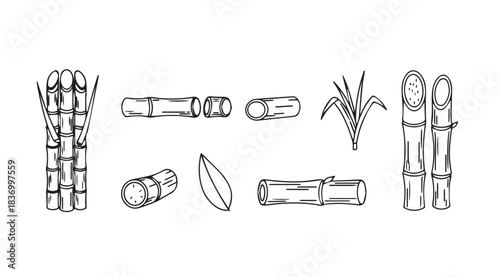 Hand-drawn bamboo stalks and leaves set elegant botanical line art elements for design vector
