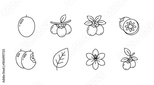 Hand-drawn botanical elements featuring fruits leaves and berries sketch style set vector