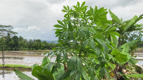 Green leaves with background landscape