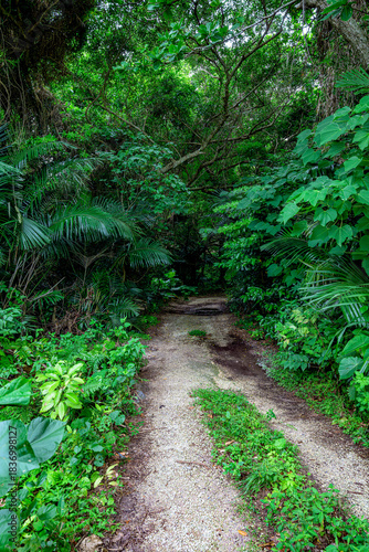  石垣島の亜熱帯の森を歩く穏やかで癒しの風景