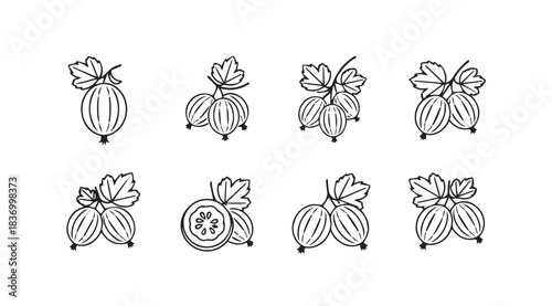 Hand drawn sketch collection of fresh gooseberry sprigs with leaves in outline style vector
