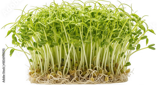 3d vibrant pea sprouts cluster isolated on transparent background