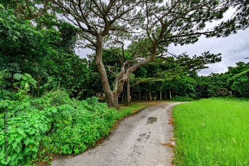 梅雨の石垣島でしっとりと輝く緑の森の風景