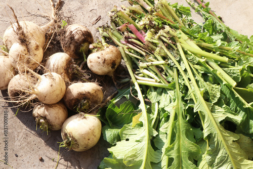 A woman holding a Radish after taking it out from his farm.