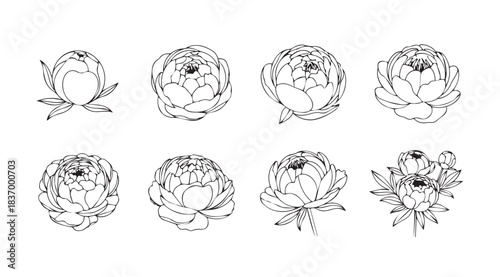 Set of eight delicate black and white line art roses and peonies for floral designs vector