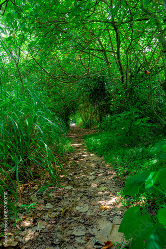  緑に包まれた石垣島の静かな亜熱帯の森の小道