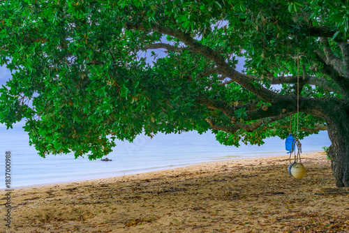  木陰の下で静かに海を眺める梅雨の石垣島の穏やかな風景