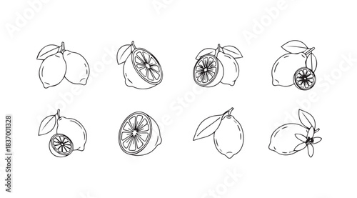 Hand drawn sketch collection of fresh citrus fruits lemons and limes with leaves vector