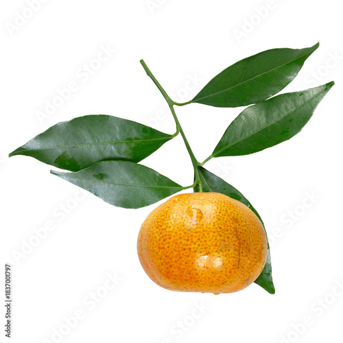 A tangerine hangs from a short stem, accompanied by four glossy green leaves, set against a plain white background.
