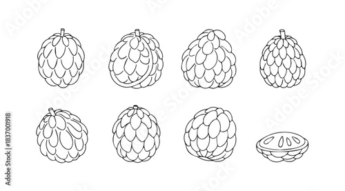 Set of custard apple fruit hand drawn sketch style isolated on vector