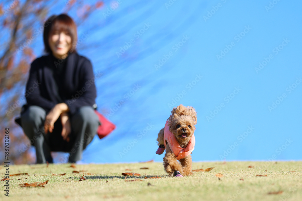 Fototapeta premium ドッグランで飼い主の元から猛ダッシュで走るトイ・プードル