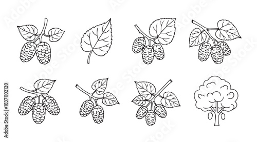 Detailed outline drawings of various berries and foliage sprigs botanical elements vector